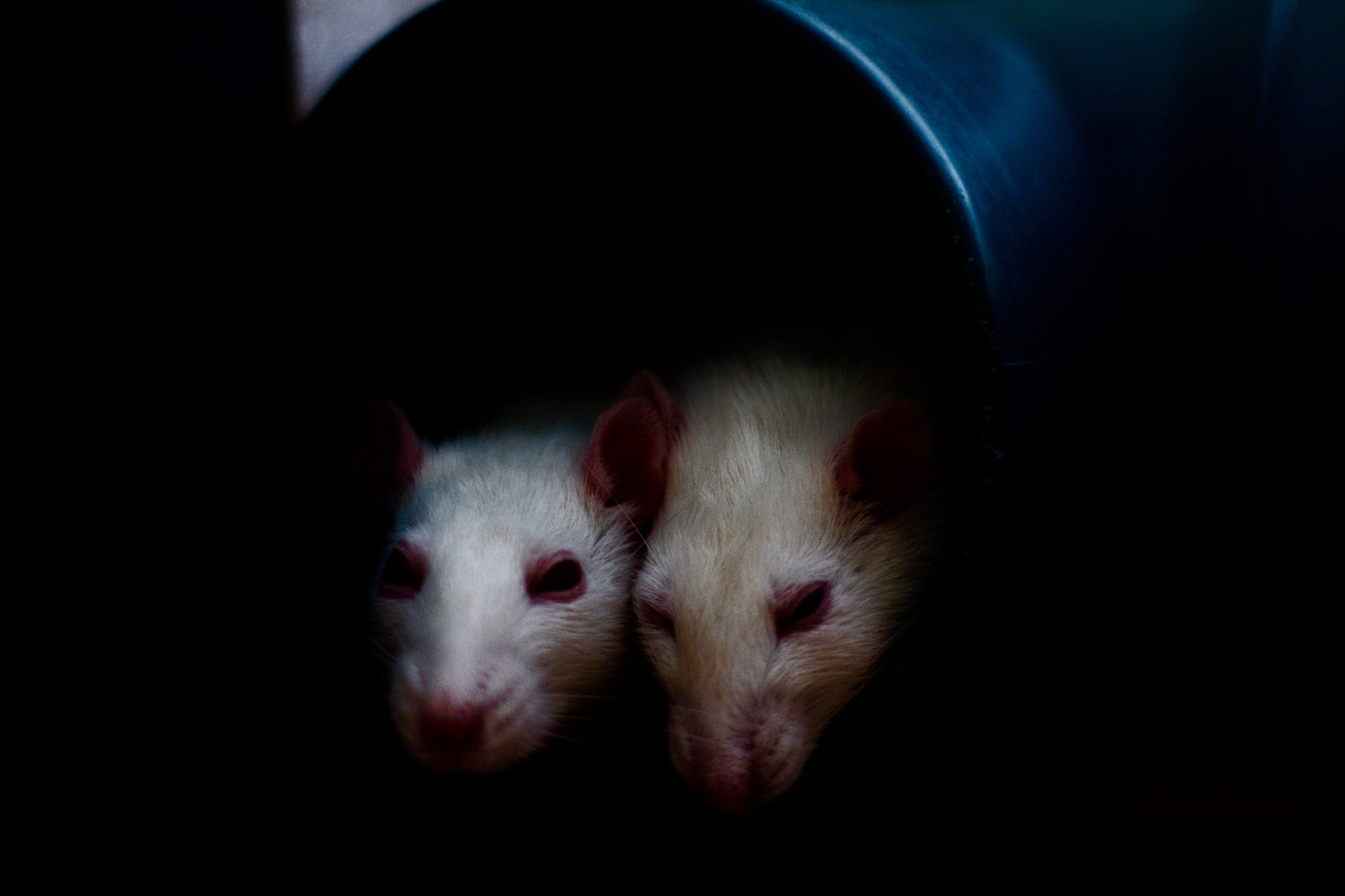 We do not live in a plague-free world